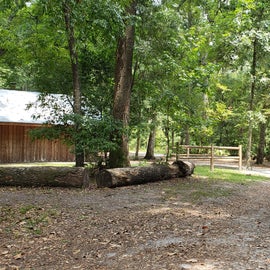 Tree house point