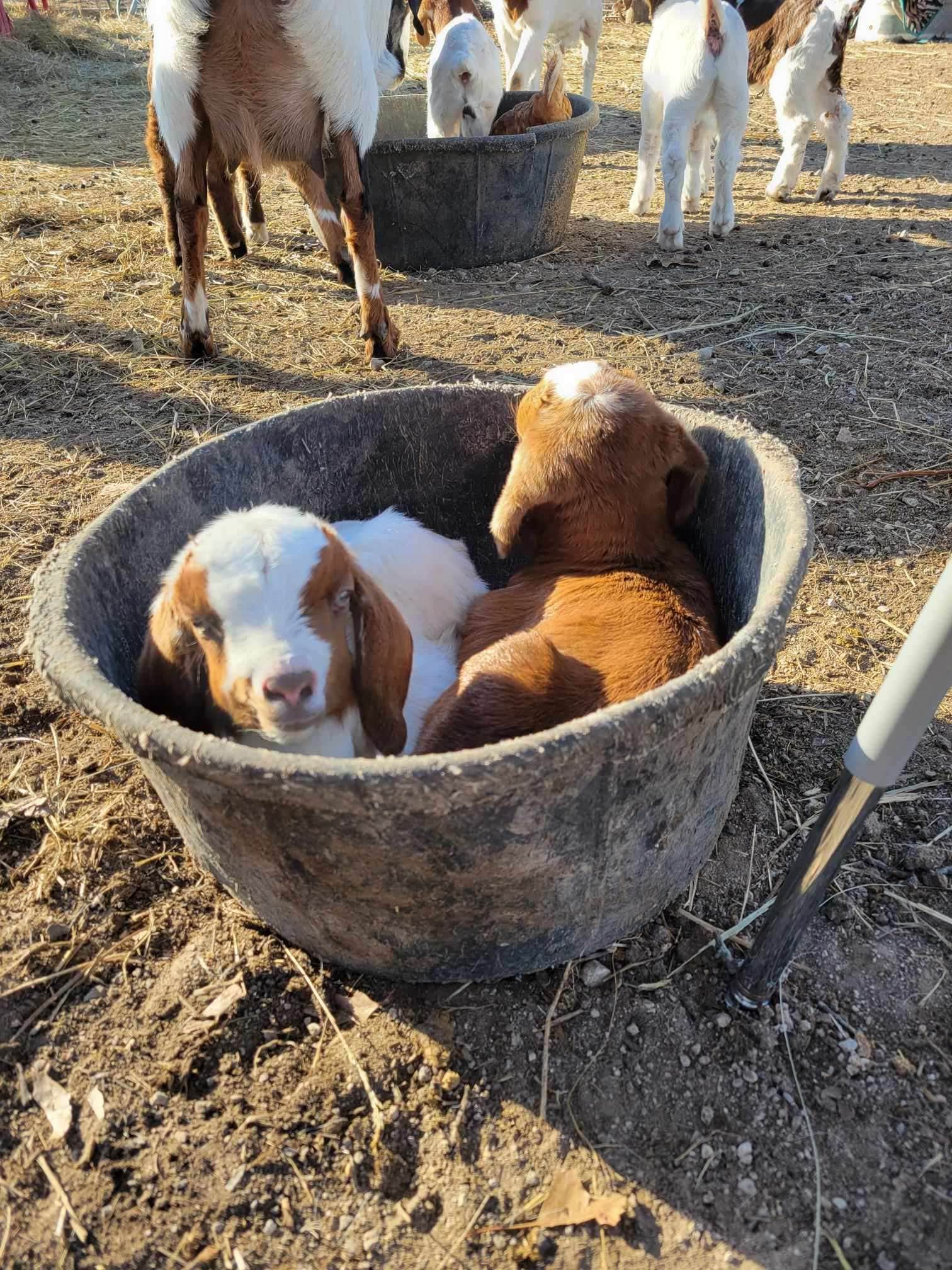 Fred S.'s photo of camping with pets at Lake Georgia Sue near Topeka, KS