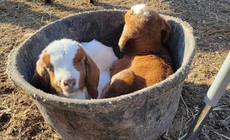 Fred S.'s photo of camping with pets at Lake Georgia Sue near Hillsdale, KS