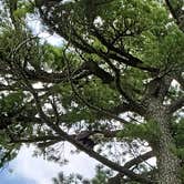 Review photo of Lake Bemidji State Park Campground by Kara T., August 1, 2019