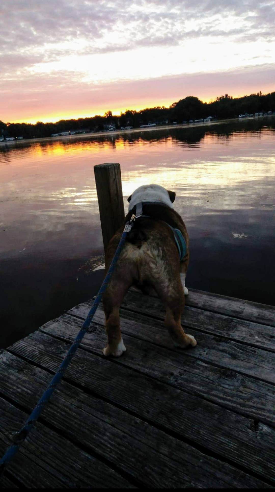 Matthew J.'s photo of camping with pets at Hattie Sherwood Park near Waupaca, WI