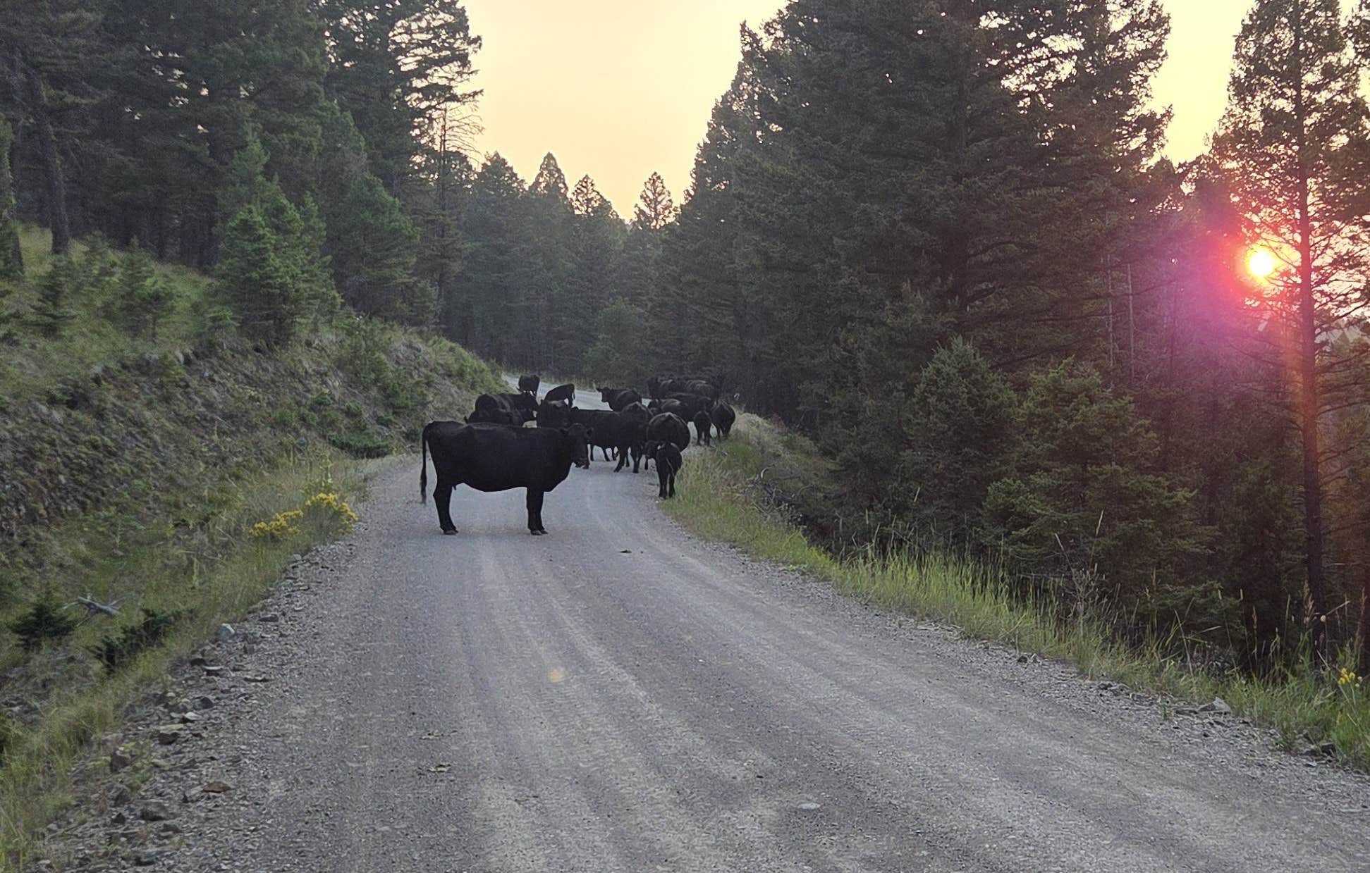 Tim T.'s photo of a dispersed camping area at Elliston Dispersed Camping on Forest Road 314 near Canyon Ferry Lake