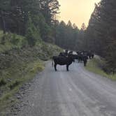 Review photo of Elliston Dispersed Camping on Forest Road 314 by Tim T., September 27, 2025