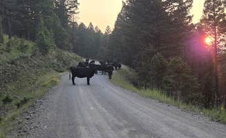 Tim T.'s photo of a dispersed camping area at Elliston Dispersed Camping on Forest Road 314 near Canyon Ferry Lake