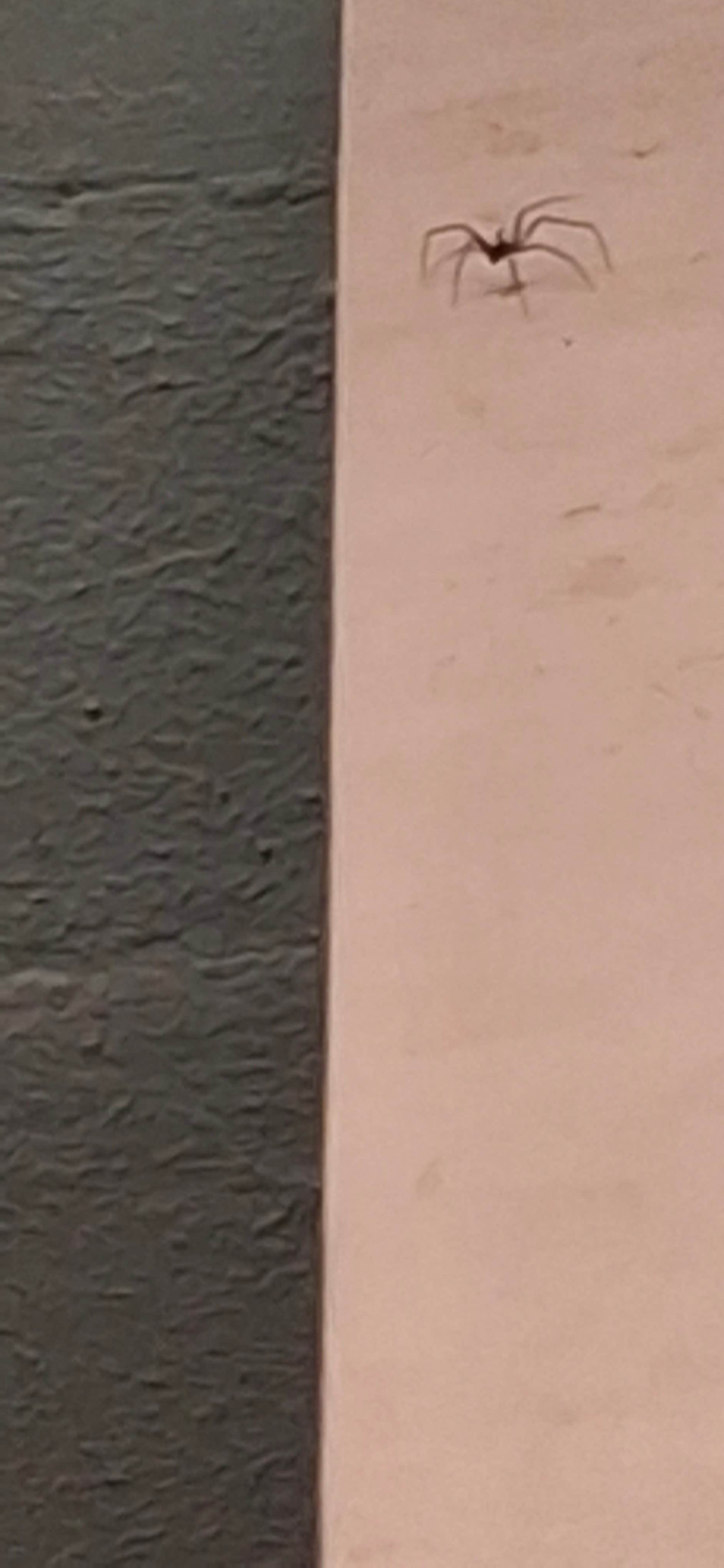 Camper-submitted photo at Bonanza Campground near Ramsey, IL