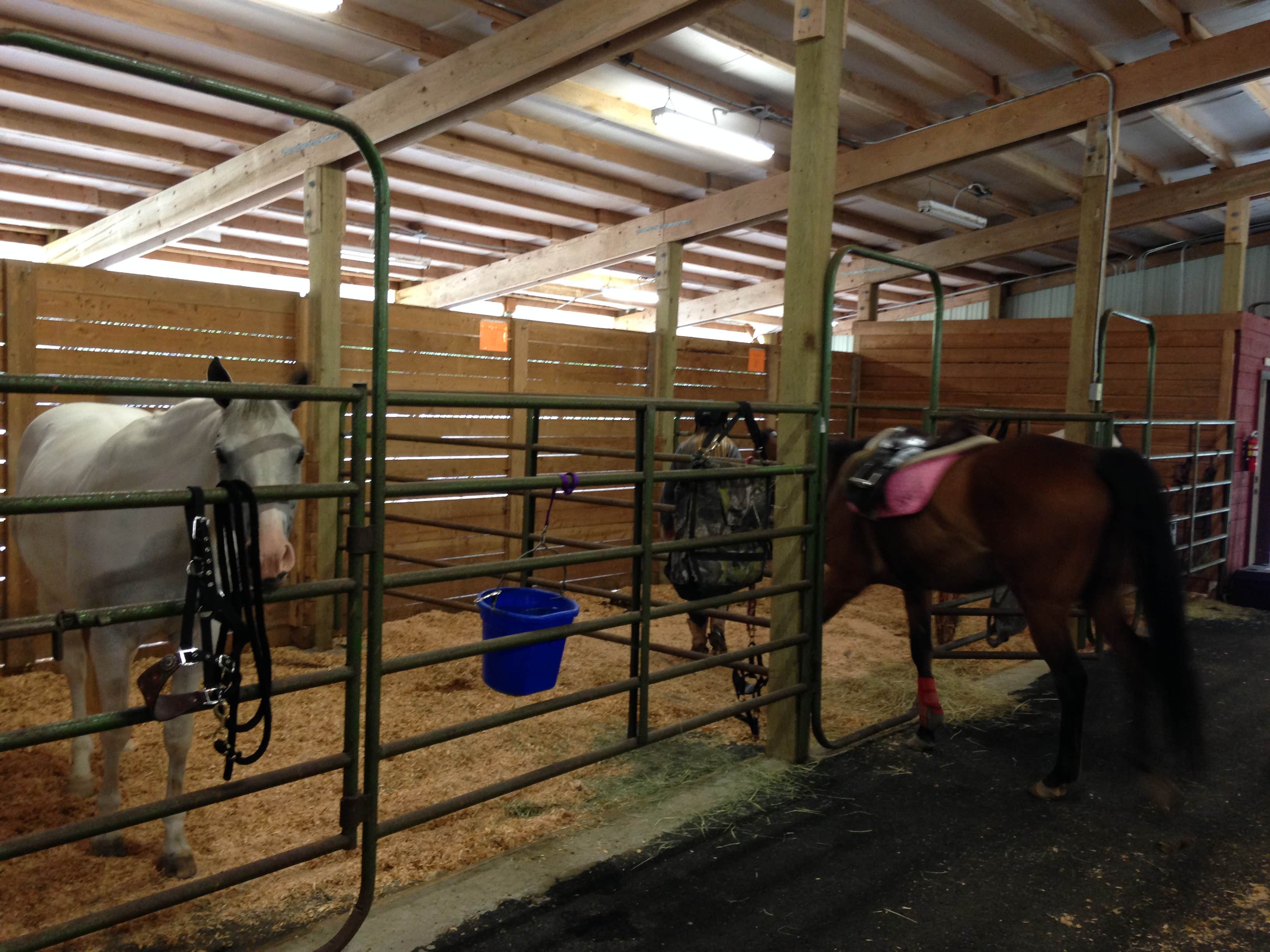 Ginger S.'s photo of camping with a horse at Panhandle Lake Camp near Bremerton, WA
