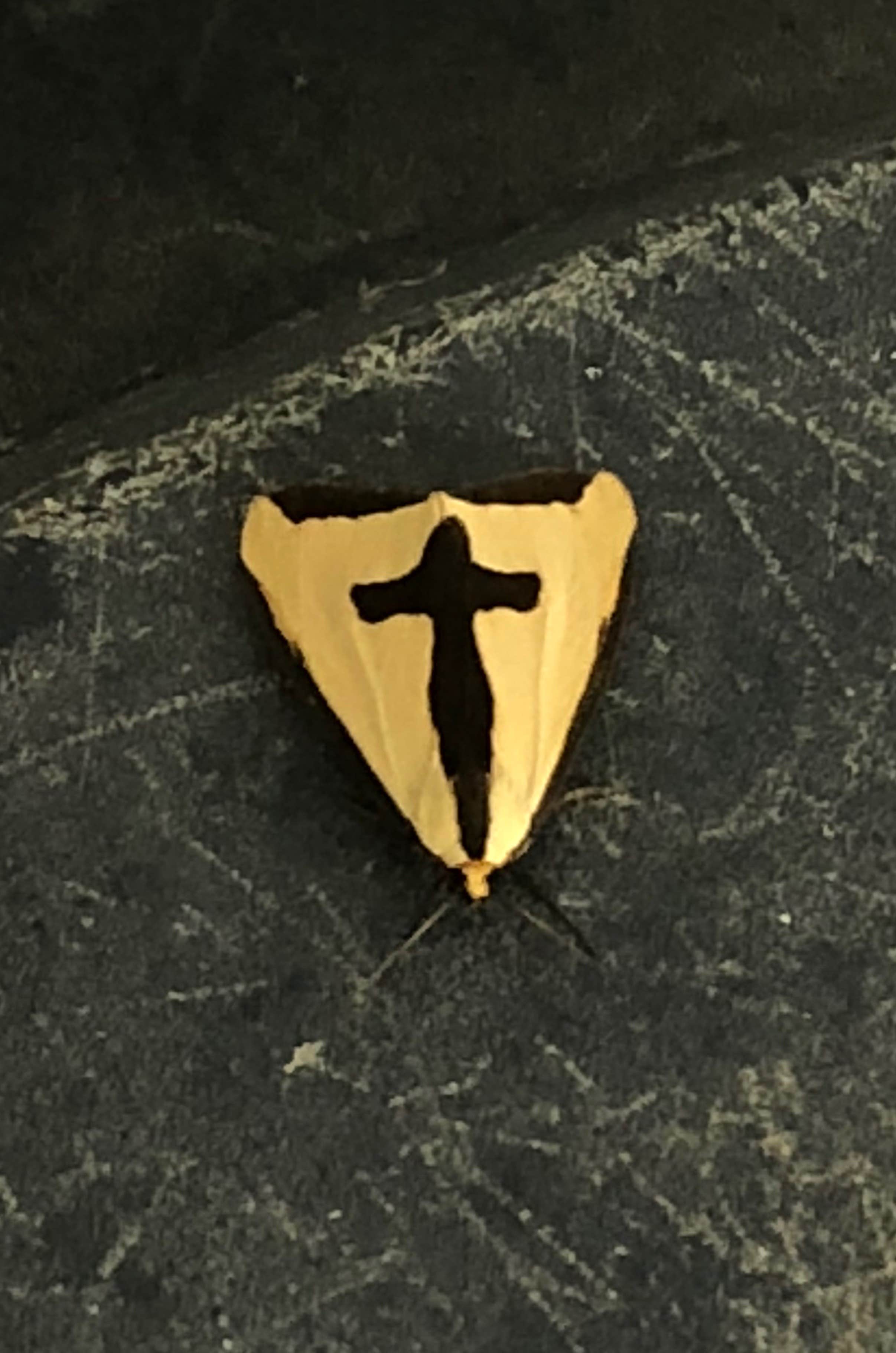 Camper-submitted photo at Wolf Creek State Park Campground near Neoga, IL