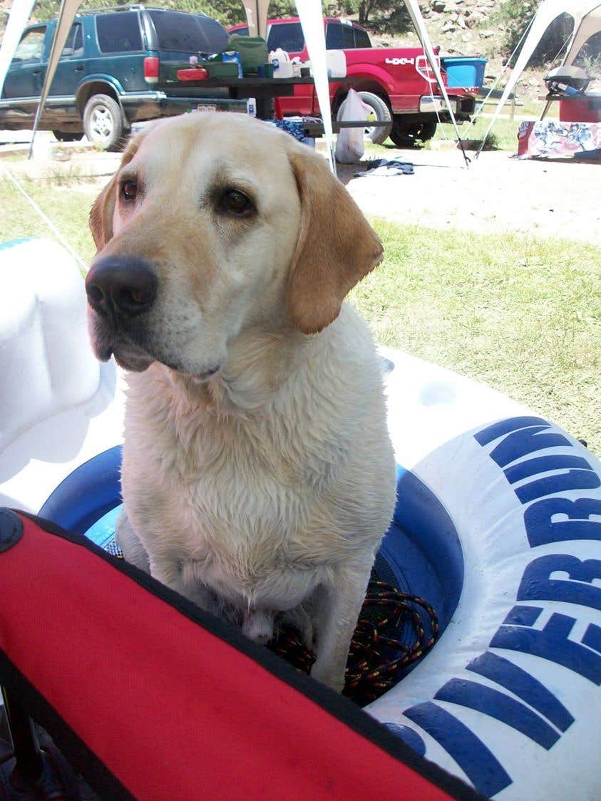 Jenn S.'s photo of camping with pets at Happy Meadows near Pike and San Isabel National Forests and Cimarron and Comanche National Grasslands