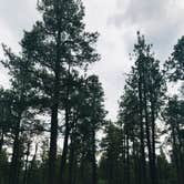 Review photo of Dogtown Lake Campground And Group by Jordan H., August 3, 2019