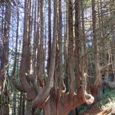 Review photo of Usal Beach Campsites — Sinkyone Wilderness State Park by Matthew C., October 6, 2025