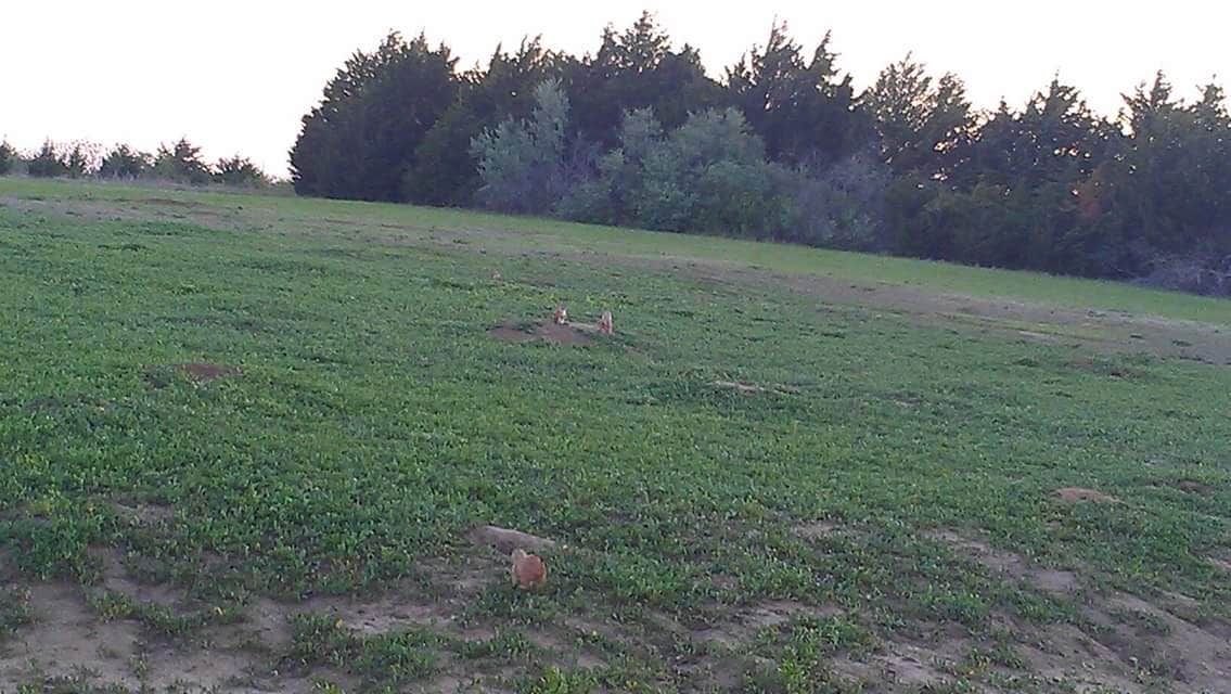 Camper-submitted photo at Osage Cove - Kaw Lake near Burbank, OK
