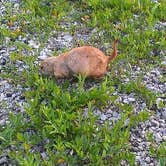 Review photo of Osage Cove - Kaw Lake by Melanie W., September 23, 2016