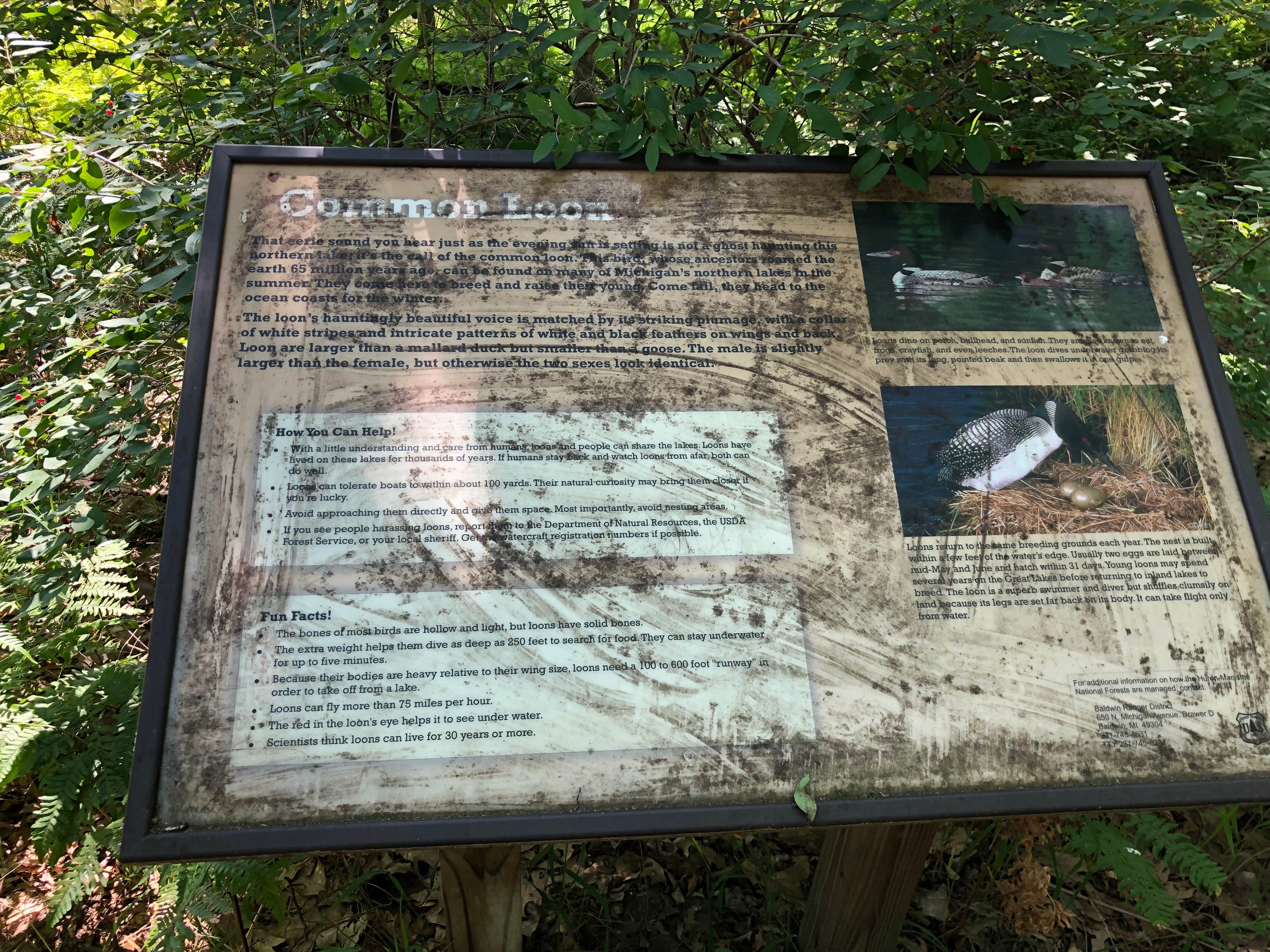 Camper-submitted photo at Walkup Lake Campground near Bitely, MI