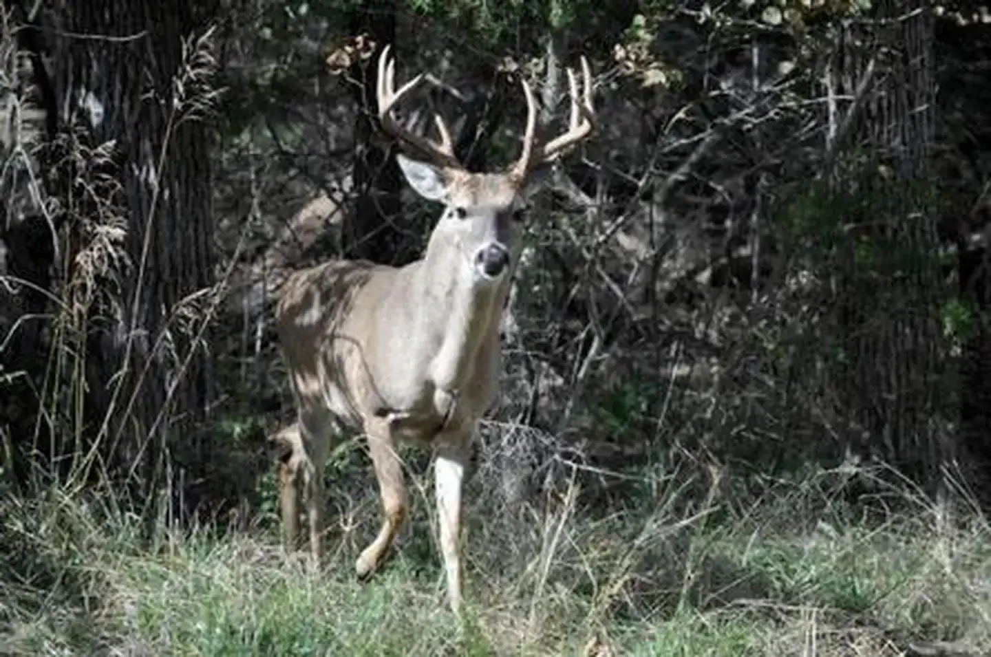 Camping near McCown Valley Park: Lofers Bend West, Whitney, Texas