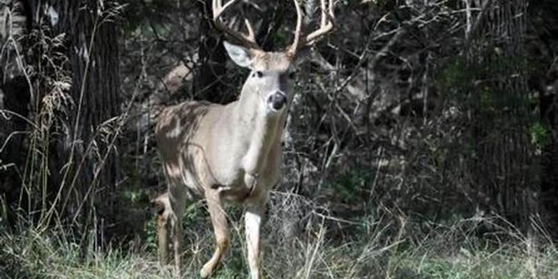 Camper submitted image from Lofers Bend West