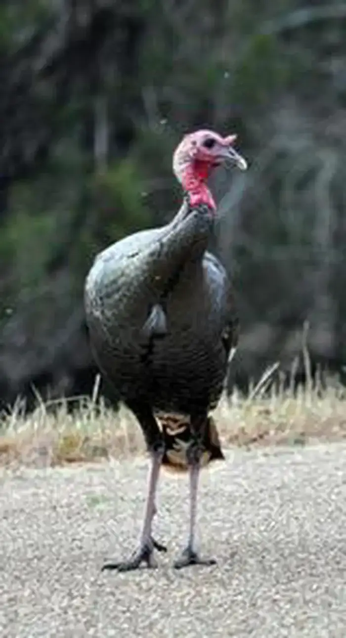 Camper-submitted photo at Lofers Bend West near Whitney, TX