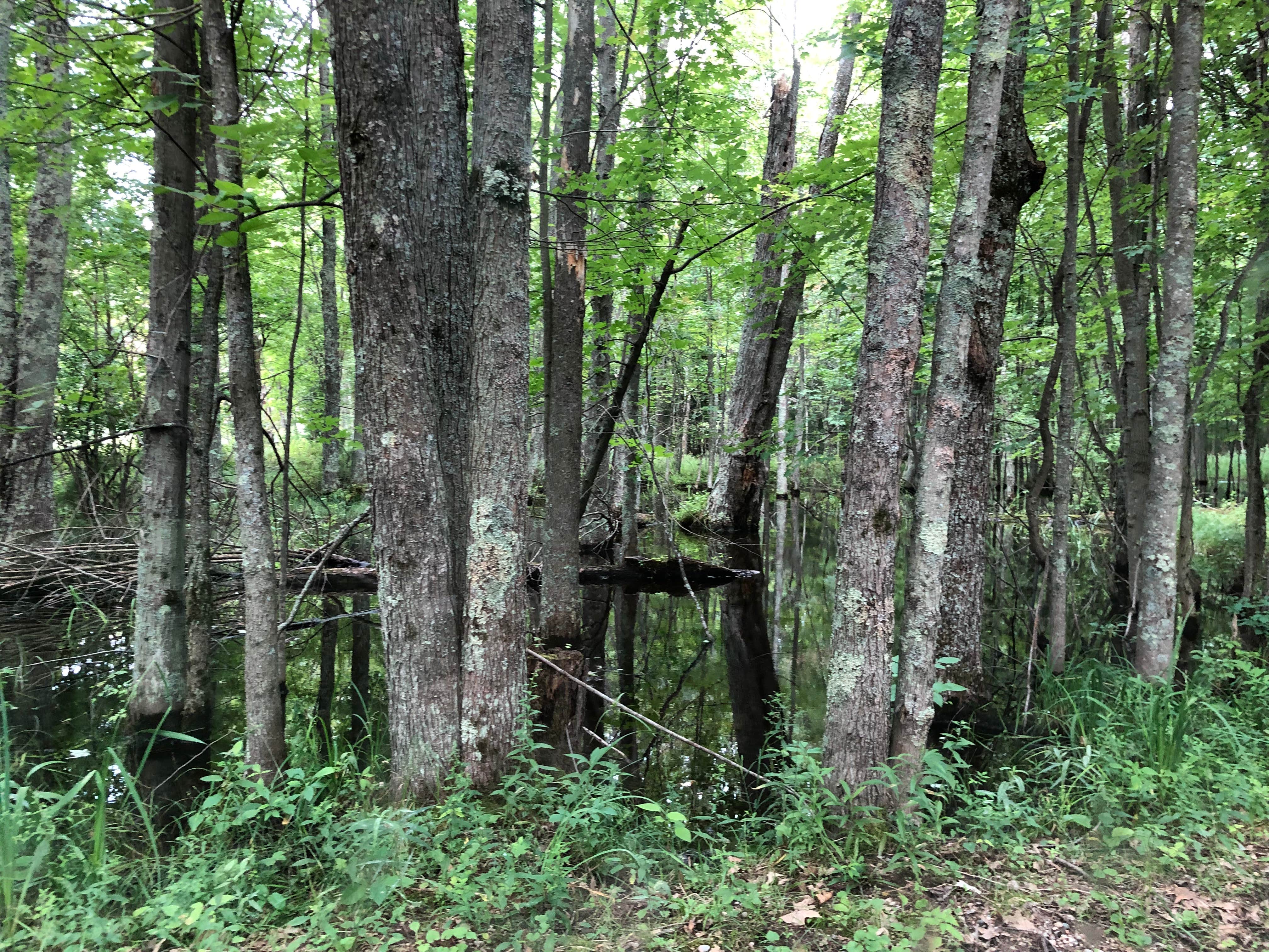 Pine Lake Campground | Wellston, MI