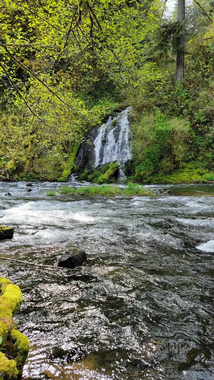 Camper submitted image from Alder Glen Recreation Site - 1