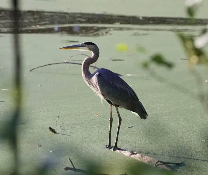 Camper submitted image from Blackhawk Park - 1