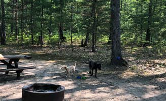 Kate K.'s photo of camping with pets at Black Lake State Forest Upper ORV Campground near Rogers City, MI