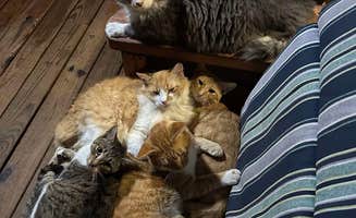 Katy B.'s photo of camping with pets at Gypsy Soul Villa and RV Park near Harrison, AR