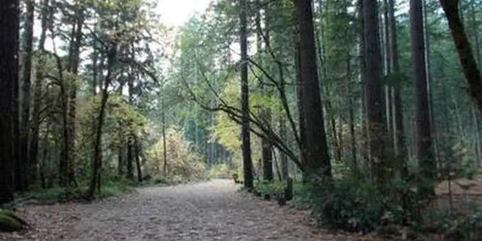 Camper submitted image from Bogus Creek Campground - CLOSED