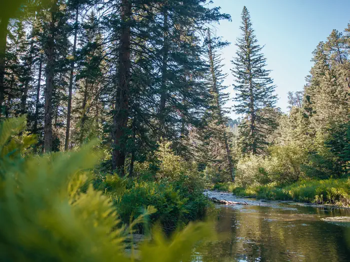 Camper-submitted photo at Boxelder Forks Campground — Black Hills National Forest near Blackhawk, SD