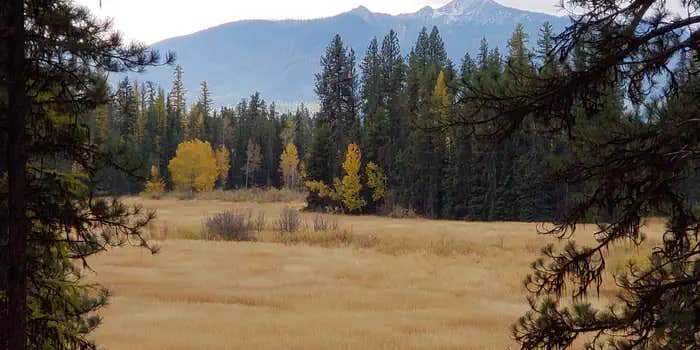 Camper submitted image from Old Condon Ranger Station