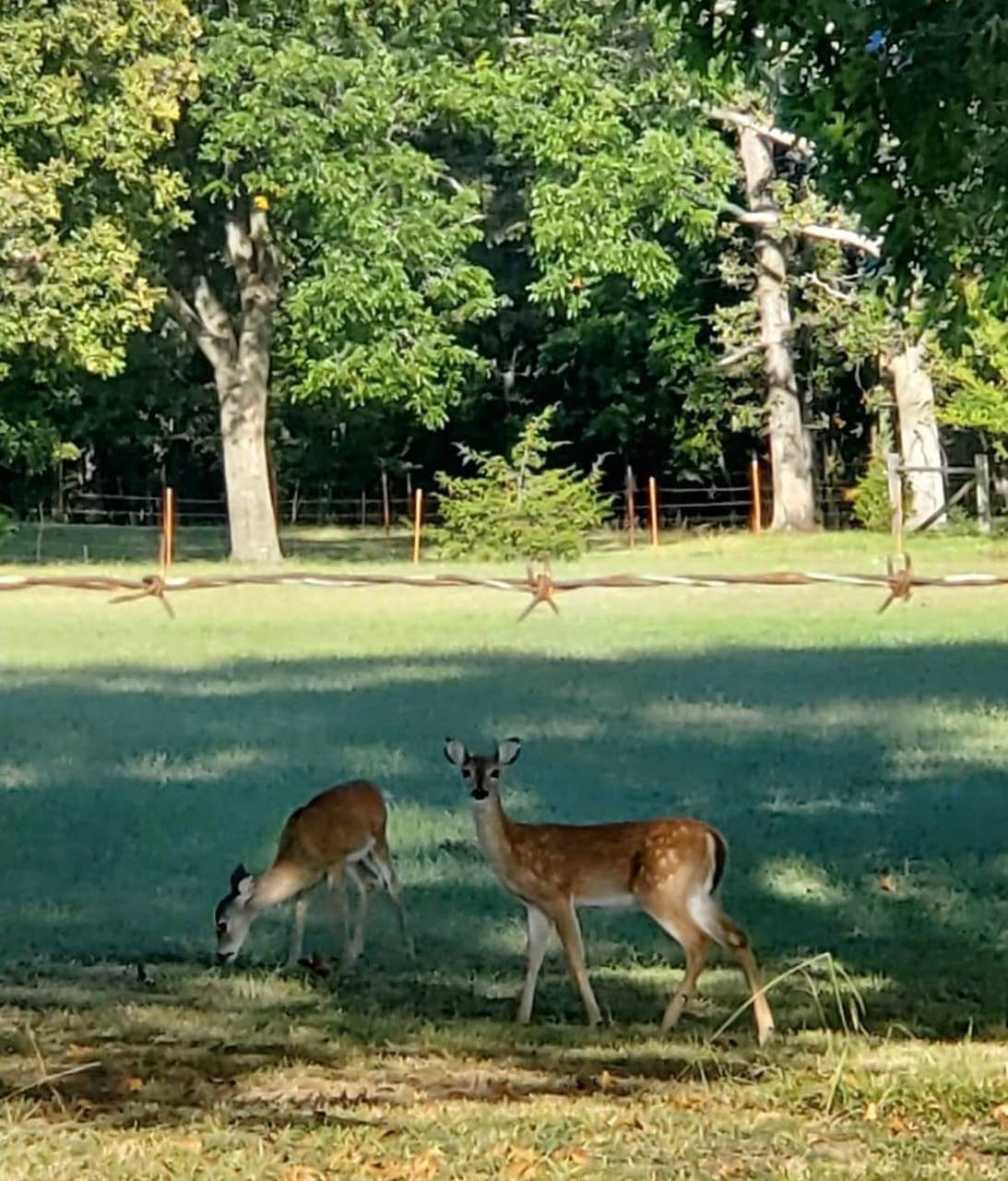 Camper-submitted photo at COBB RV PARK LLC near Proctor, OK