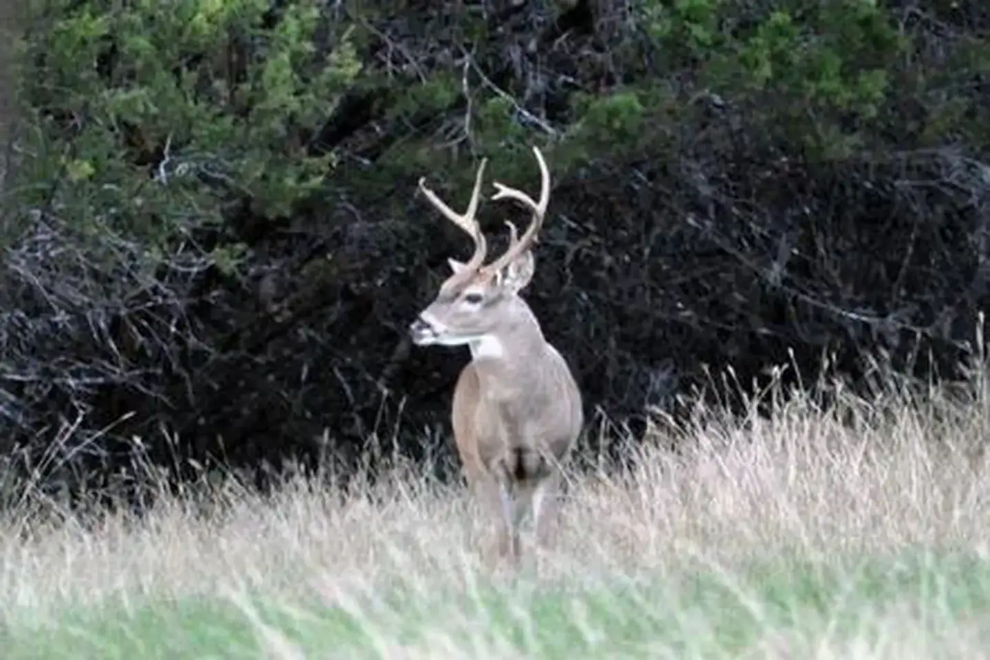 Camper-submitted photo at Lofers Bend West near Whitney, TX