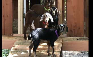 The Dyrt's photo of camping with pets at Artemis near Santa Cruz, CA