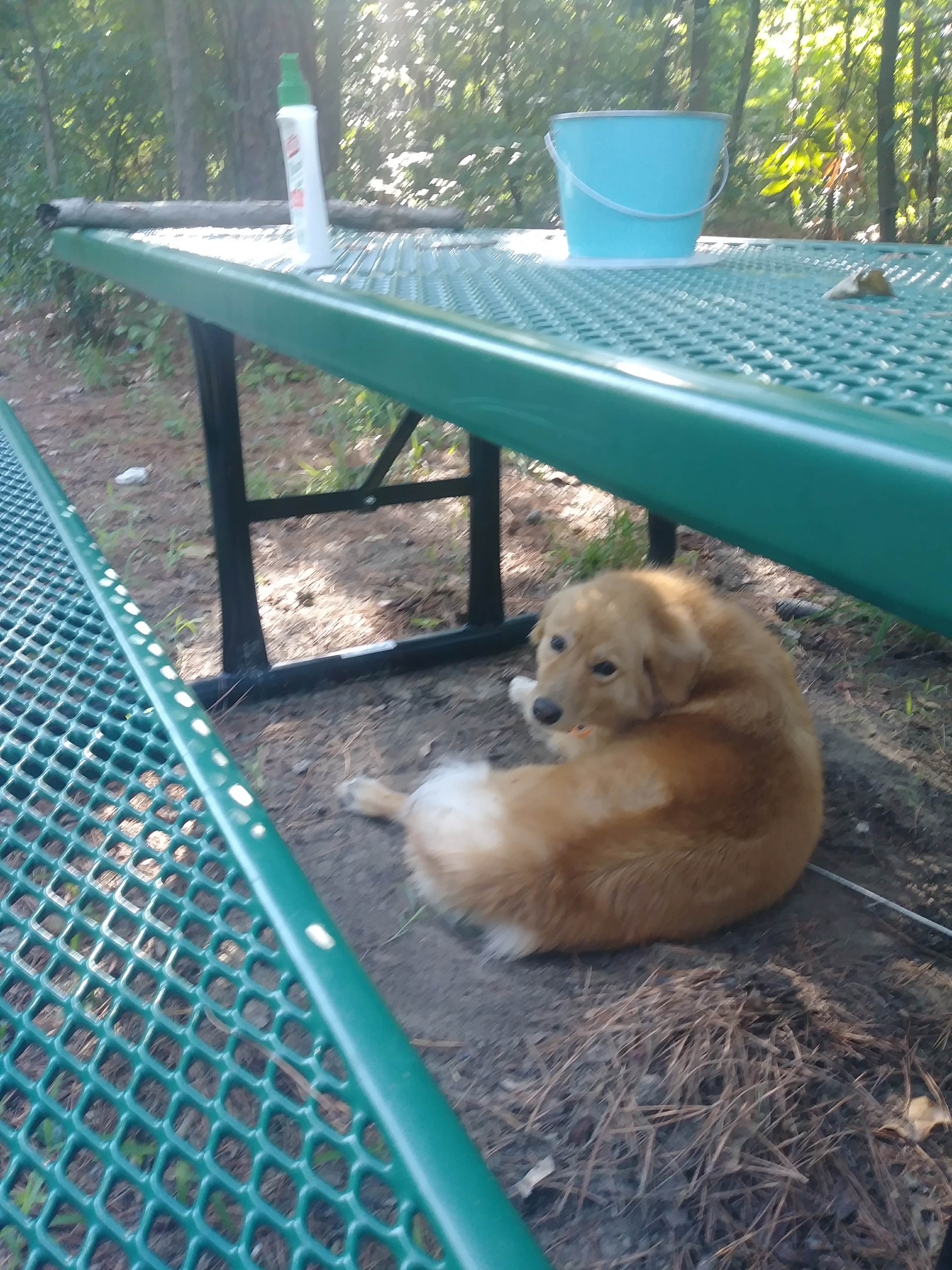 Camper-submitted photo at Seymour Johnson AFB FamCamp near Seven Springs, NC