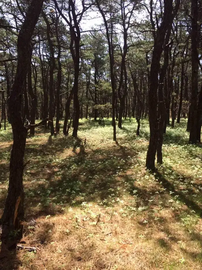 Camper-submitted photo at Le Count Beach House near North Eastham, MA