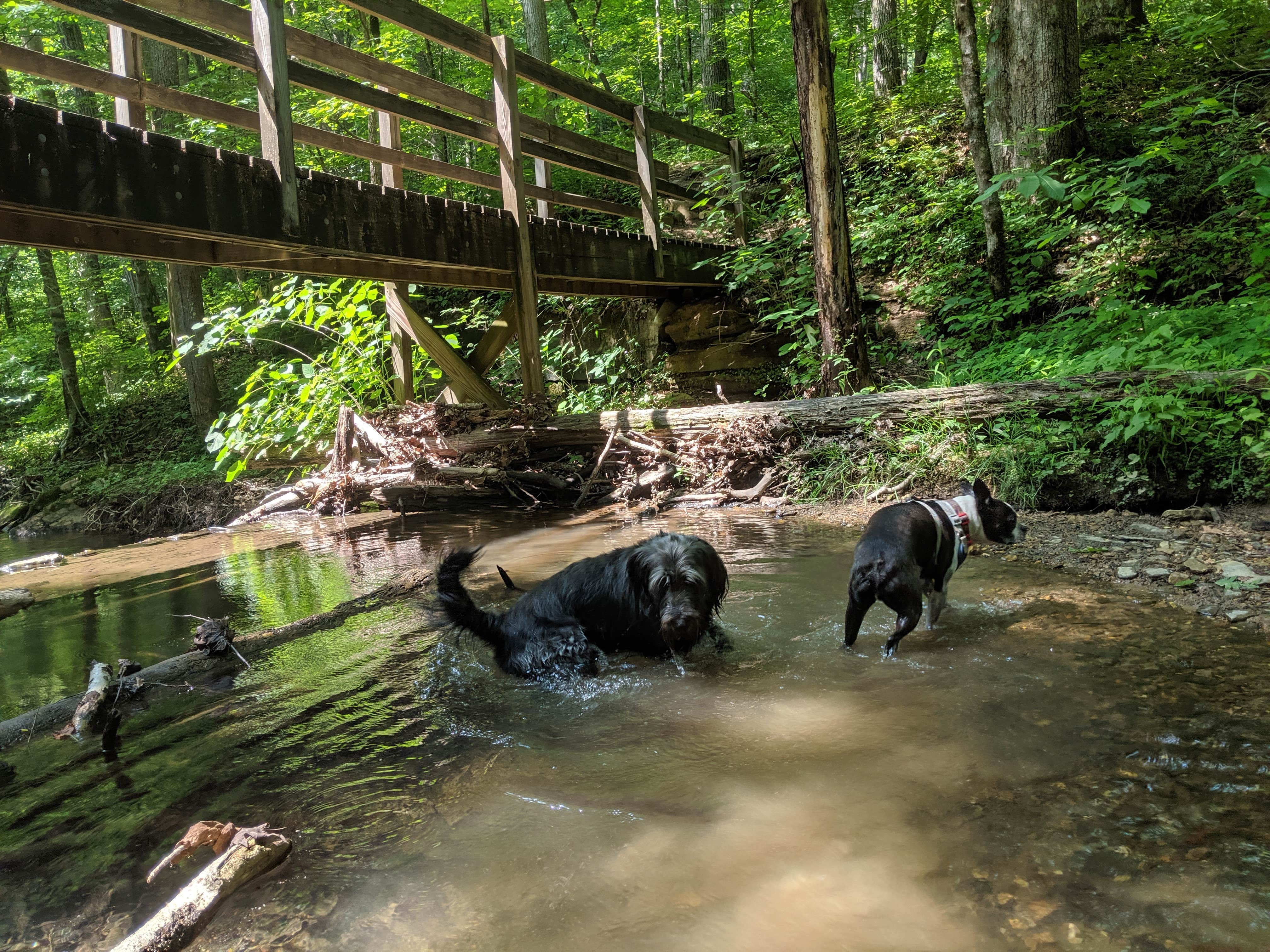 Mike G.'s photo of camping with pets at Standing Stone State Park Campground near Stillhouse Hollow Lake