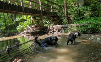 Mike G.'s photo of camping with pets at Standing Stone State Park Campground near Albany, KY