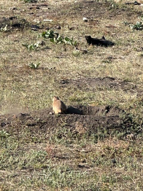 Donna H.'s photo of camping with pets at Custer-Mt. Rushmore KOA near Custer, SD