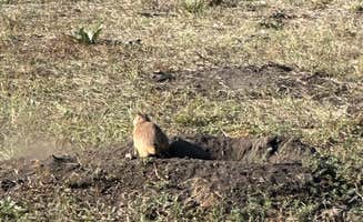 Donna H.'s photo of camping with pets at Custer-Mt. Rushmore KOA near Custer, SD
