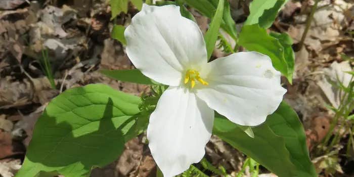 Camper submitted image from Eastwood NF Campground