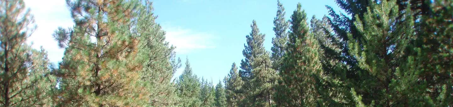 Camper submitted image from Kaner Flat Campground — Okanogan Wenatchee National Forest - 1