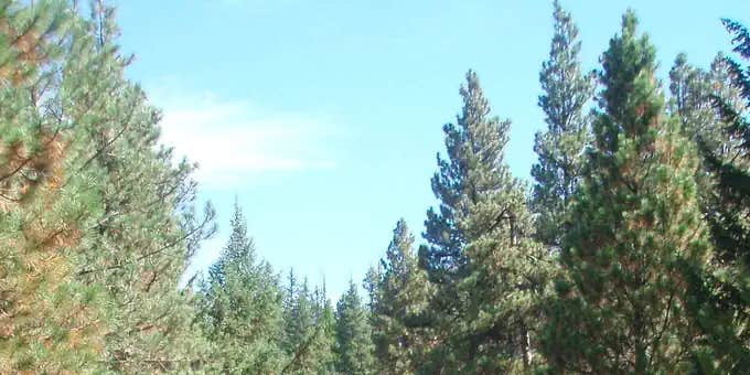 Camper submitted image from Kaner Flat Campground — Okanogan Wenatchee National Forest