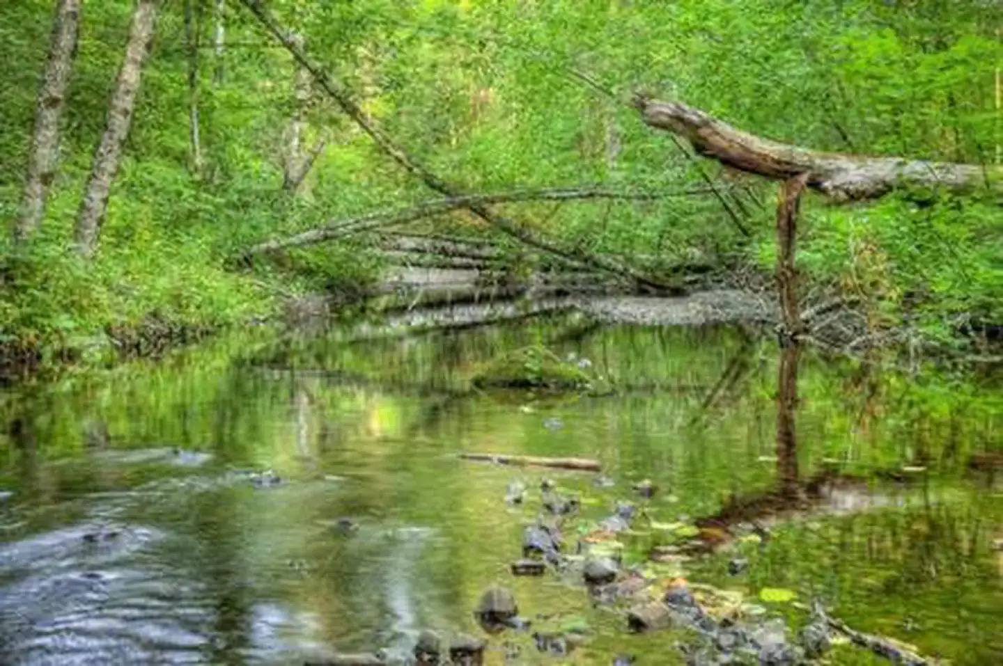 Camper-submitted photo at Oklahoma Campground near Trout Lake, WA