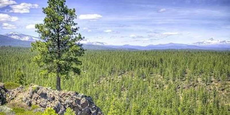 Camper submitted image from Three Creeks Lake Campground