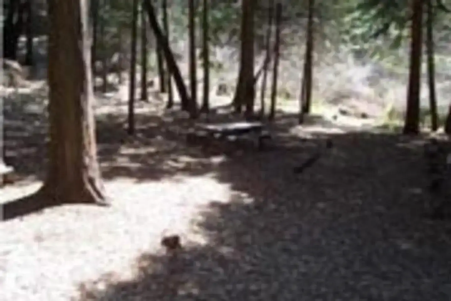 Camper-submitted photo at Sequoia National Forest Coy Flat Campground near Springville, CA