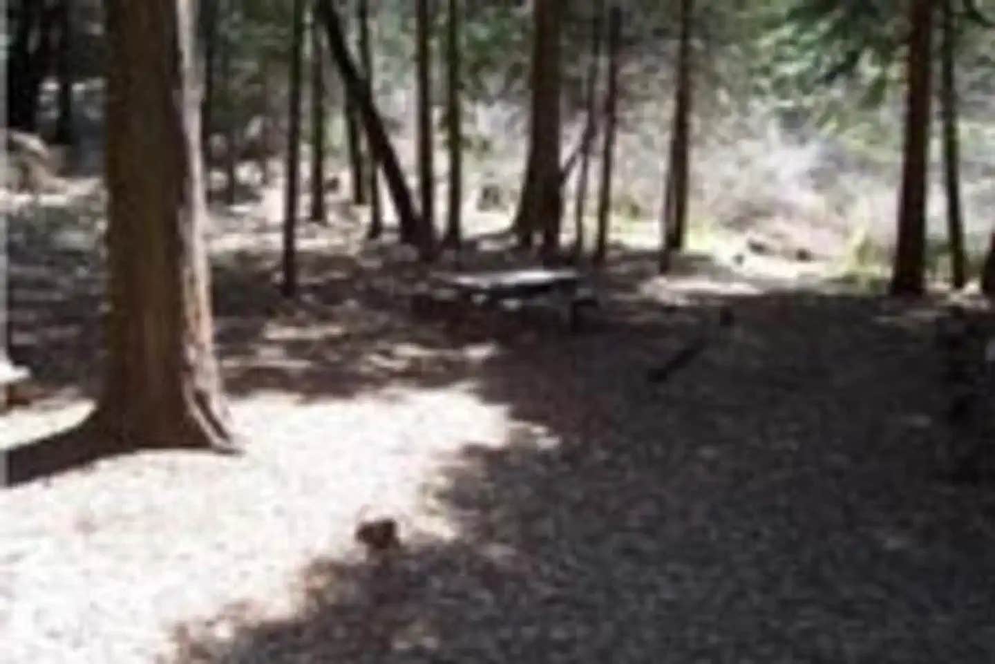 Camper submitted image from Sequoia National Forest Coy Flat Campground - 1