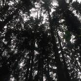 Review photo of Gold Bluffs Beach Campground — Prairie Creek Redwoods State Park by Corinna B., September 24, 2016