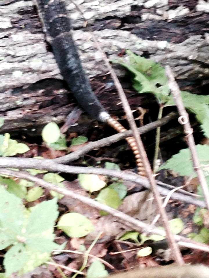 Camper-submitted photo at General Watkins Conservation Area near Dexter, MO