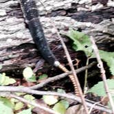 Review photo of General Watkins Conservation Area by Reviewer , October 13, 2025