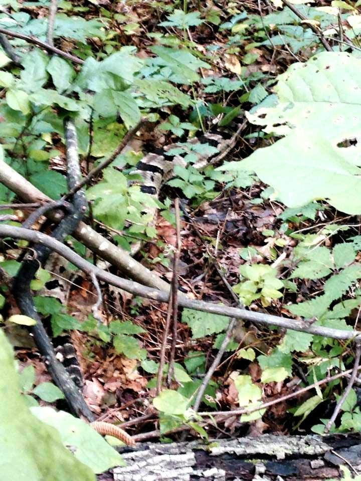Camper submitted image from General Watkins Conservation Area - 1
