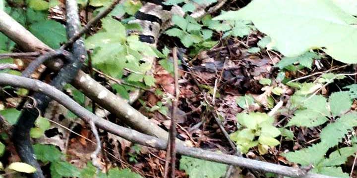 Camper submitted image from General Watkins Conservation Area