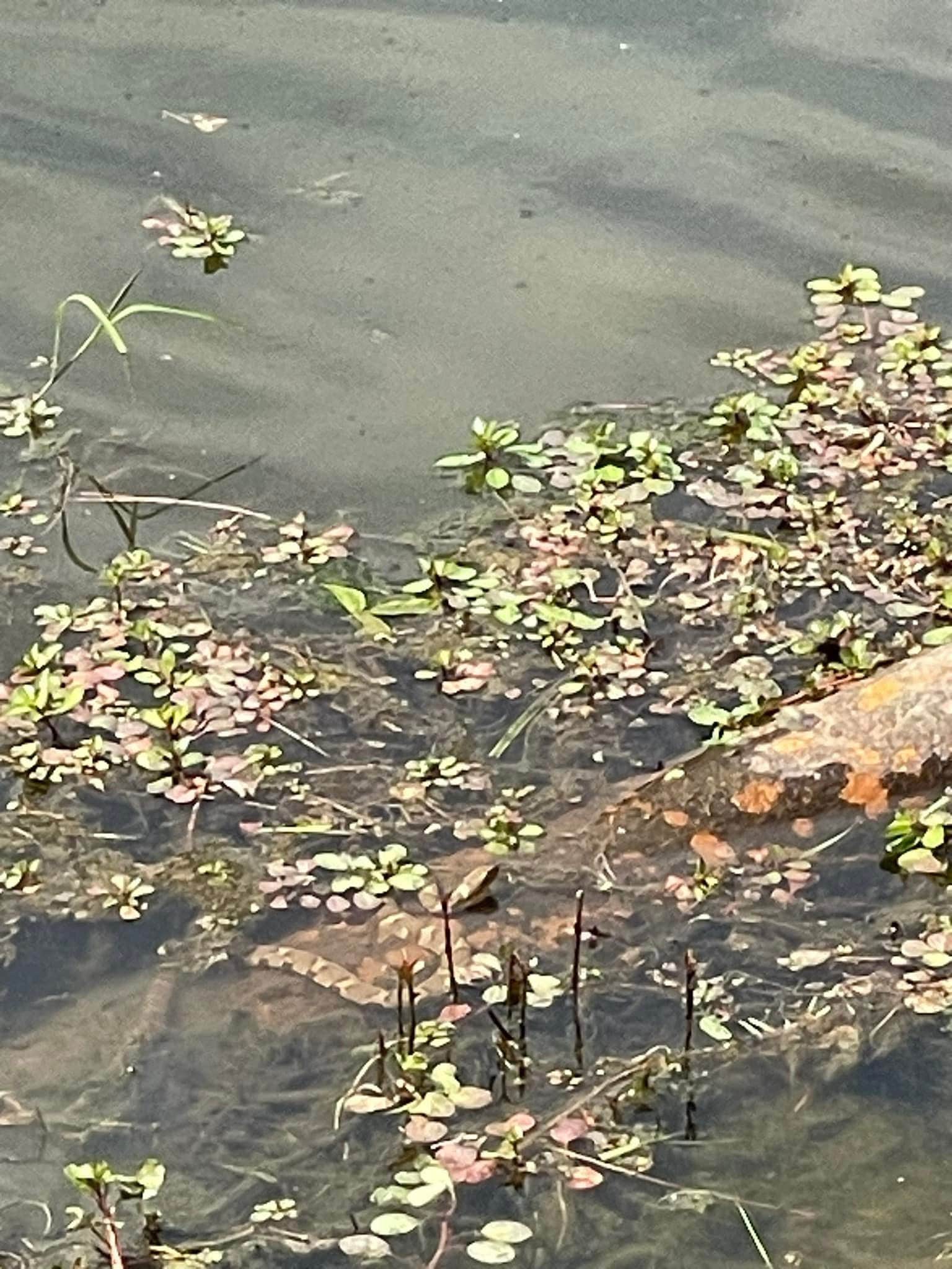Camper-submitted photo at General Watkins Conservation Area near Dexter, MO